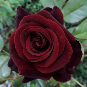 Edelrose, Schnittrose 'Black Magic' ® - Rosa 'Black Magic' ®