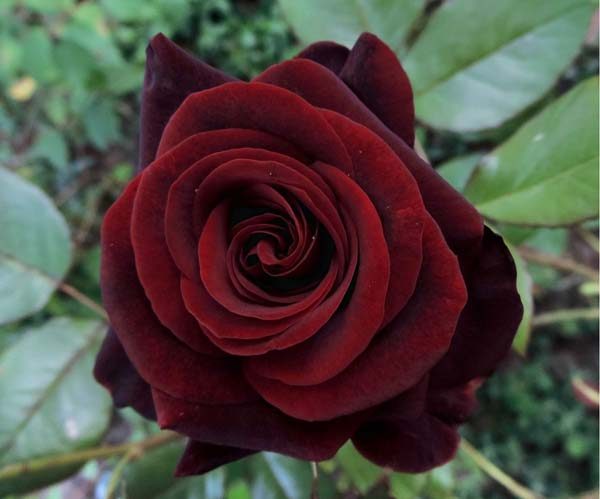 Edelrose, Schnittrose 'Black Magic' ® - Rosa 'Black Magic' ®
