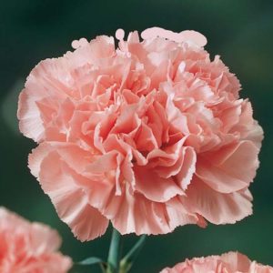 carnation_pink