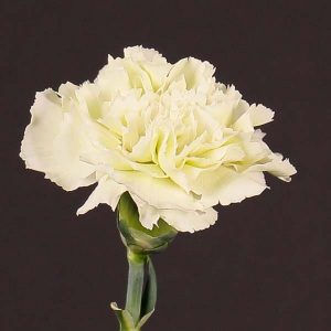 carnation_white