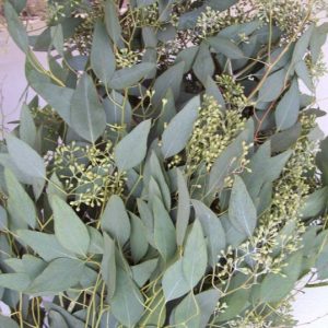 eucalyptus_seeded
