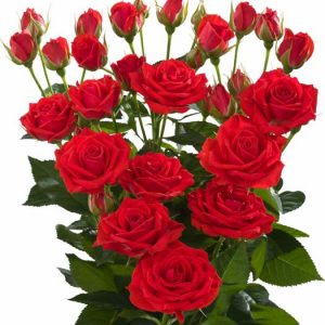 Interplant Roses 100518