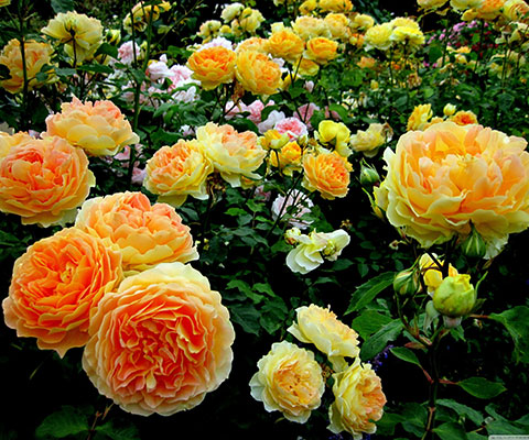 Garden Roses