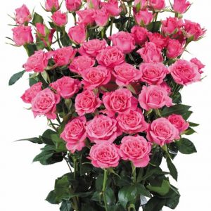 Interplant Roses 080510
