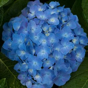 hydrangea_blue_premium