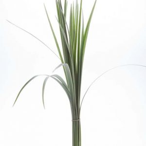 lily_grass_variegated