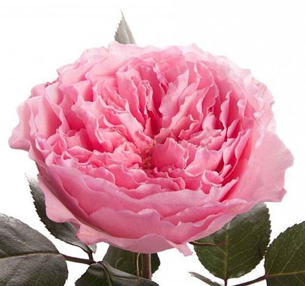 mayras_rose_pink