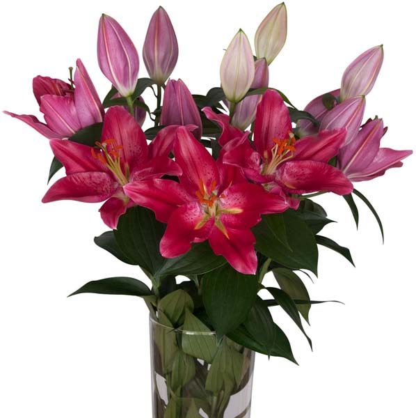 Oriental Lily Burgundy – Flower Collection Ecuador