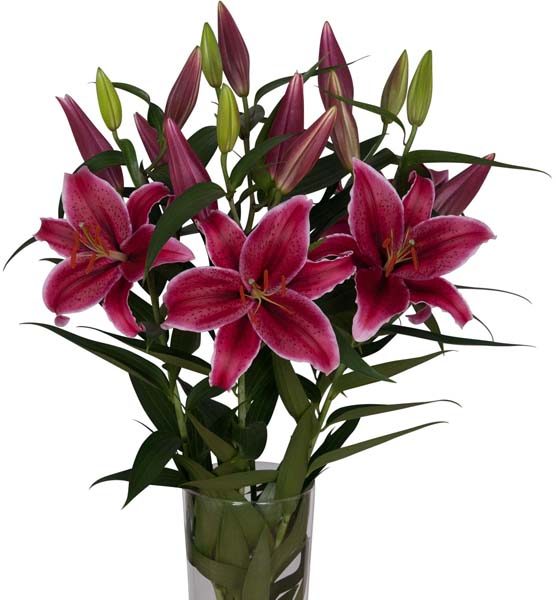 oriental_lily_hot_pink