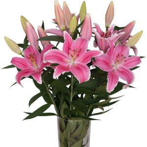 oriental_lily_pink