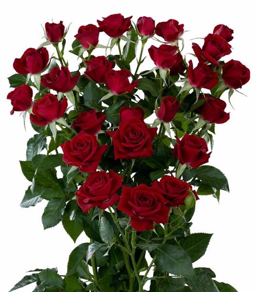 Interplant Roses 090226