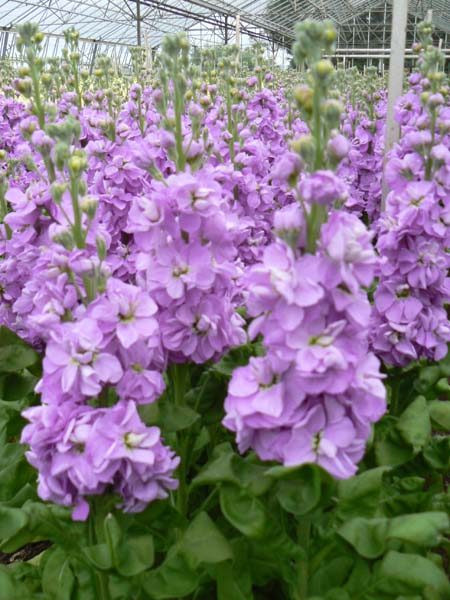 stock_lavender
