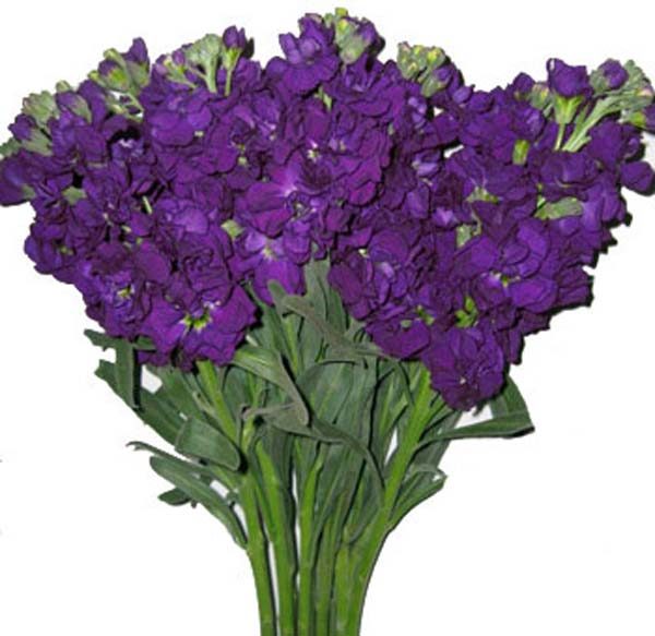 Stock Purple – Flower Collection Ecuador