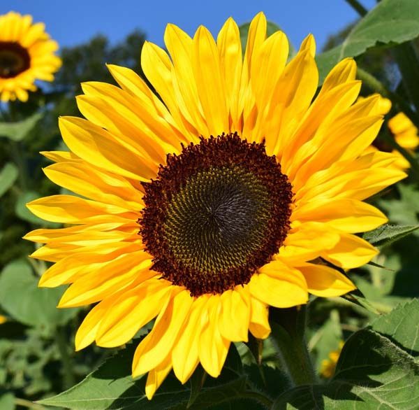 sunflower_black_center_select