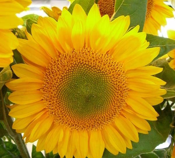 sunflower_green_center_select