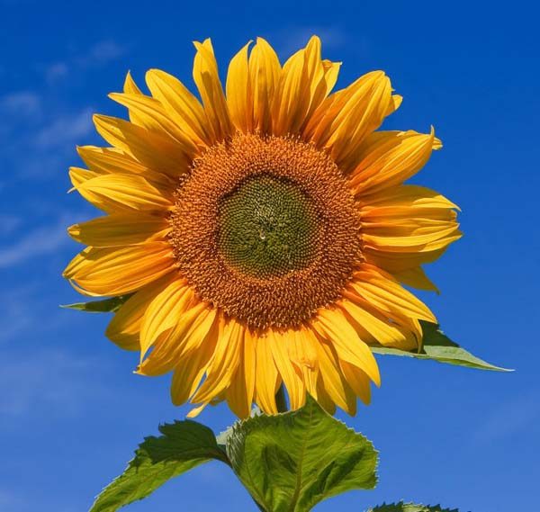 sunflower_jumbo