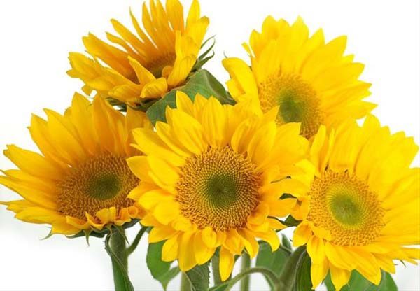 sunflower_petite
