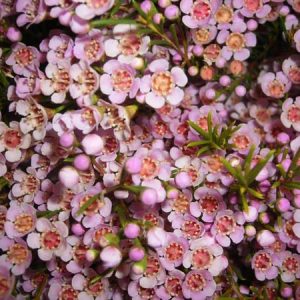 waxflower_pink